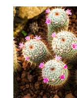Plantas suculentas: Surtido cactus