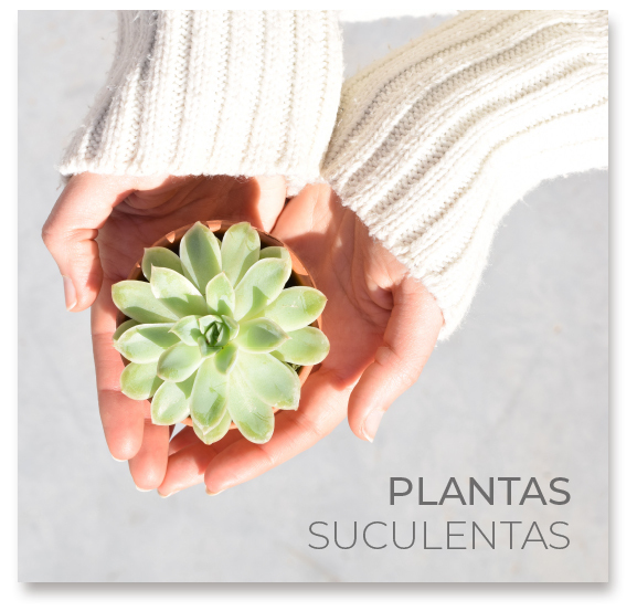 Regalos_promocionales_ecologicos_plantas_suculentas_y_cactus_2