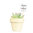 Planta crasa / Cactus mini Happy day