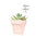 Planta crasa / Cactus mini Lovely pink