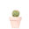 Planta crasa / Cactus mini Lovely pink