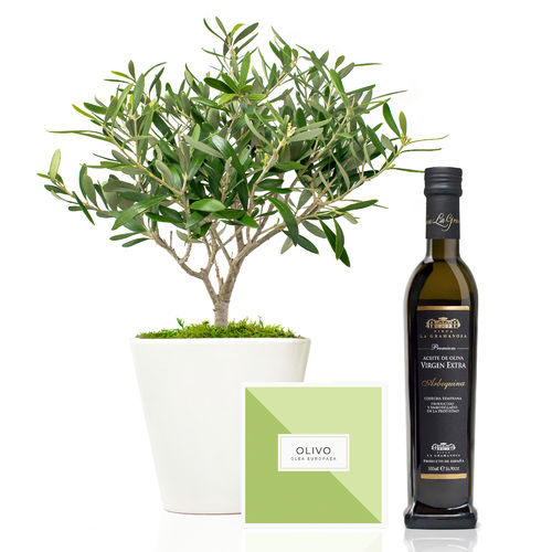 Set regalo Olearum con olivo y aceite