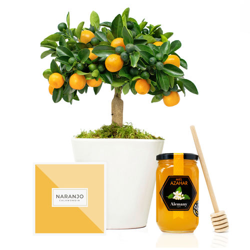 Set regalo Azahar con naranjo y miel