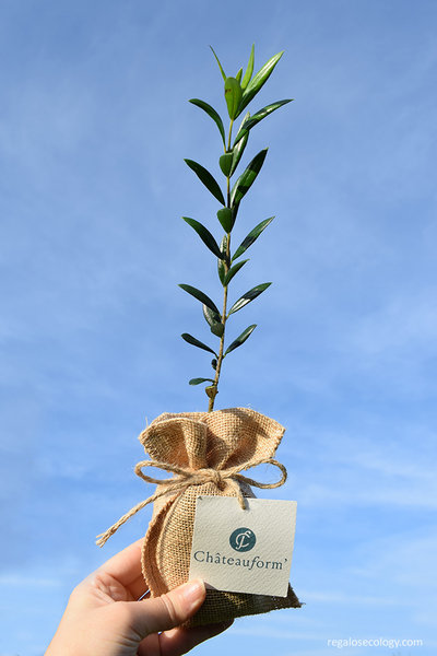 REGALO CORPORATIVO ÁRBOL: Árboles personalizados para regalos corporativos ecológicos personalizados.\\n\\n30/06/2019 00:52