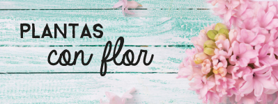 Plantas_con_flor_regalos_empresa_y_detalles